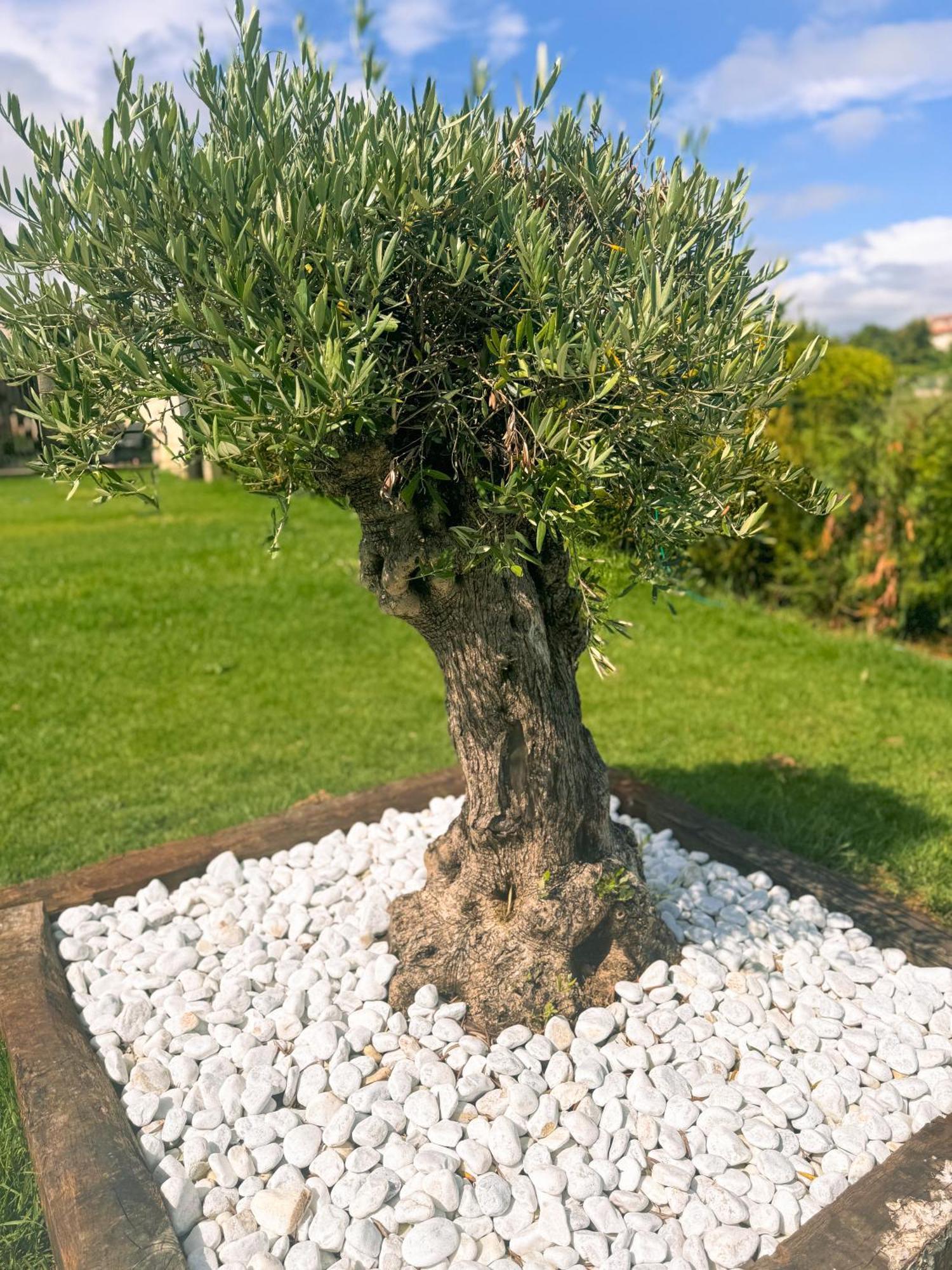 Villa Adina Sanxenxo - Rias Baixas Exteriér fotografie